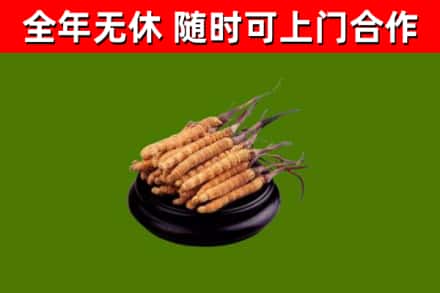 冕宁县回收冬虫夏草